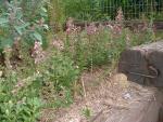 Teucrium chamaedrys var.